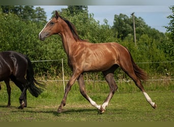 Zangersheider, Mare, 1 year, Gray