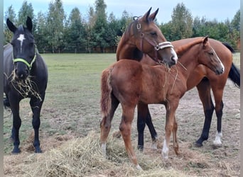 Zangersheider, Mare, 1 year, Gray