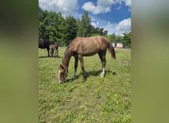 Zangersheider, Mare, 1 year, Gray