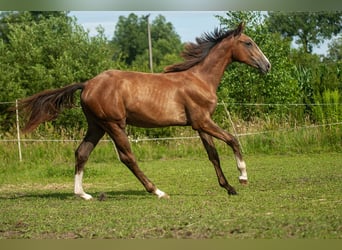 Zangersheider, Mare, 1 year, Gray
