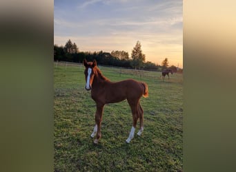 Zangersheider, Mare, 1 year, Gray
