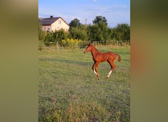 Zangersheider, Mare, 1 year, Gray