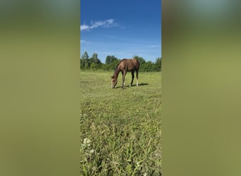 Zangersheider, Mare, 1 year, Gray