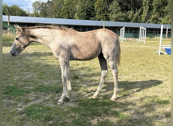 Zangersheider, Mare, 1 year, Gray