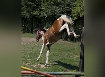 Zangersheider, Mare, 1 year, Pinto