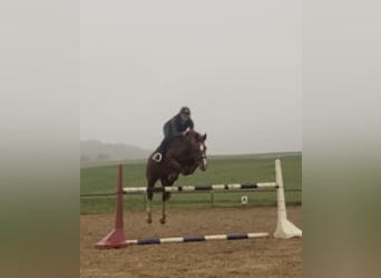 Zangersheider, Mare, 20 years, 16 hh, Chestnut-Red