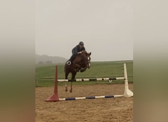 Zangersheider, Mare, 20 years, 16 hh, Chestnut-Red