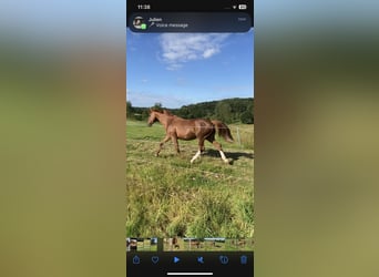 Zangersheider, Mare, 20 years, 16 hh, Chestnut-Red