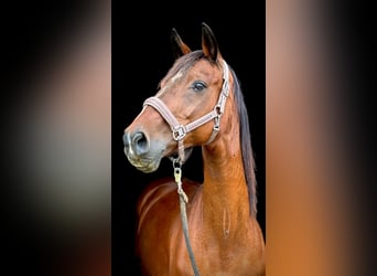 Zangersheider, Mare, 21 years, 16 hh, Brown