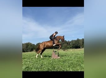 Zangersheider, Mare, 21 years, 16 hh, Chestnut-Red