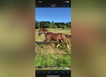 Zangersheider, Mare, 21 years, 16 hh, Chestnut-Red