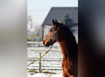Zangersheider, Mare, 2 years, 15.1 hh, Bay