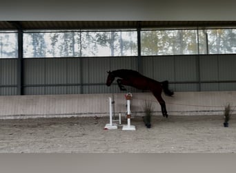 Zangersheider, Mare, 2 years, 15.3 hh, Brown
