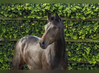 Zangersheider, Mare, 2 years, 15,1 hh, Bay-Dark