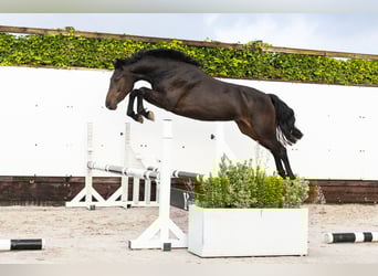 Zangersheider, Mare, 2 years, 15,1 hh, Bay-Dark