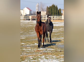 Zangersheider, Mare, 2 years, 15,1 hh, Bay