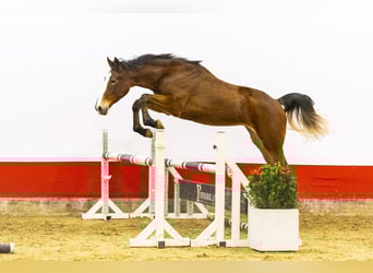 Zangersheider, Mare, 2 years, 15,1 hh, Brown