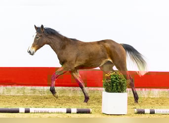 Zangersheider, Mare, 2 years, 15,1 hh, Brown