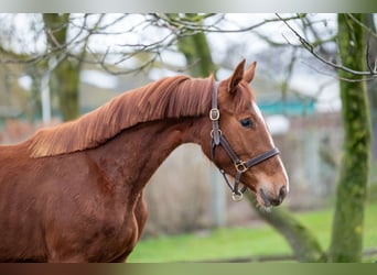 Zangersheider, Mare, 2 years, 15,2 hh