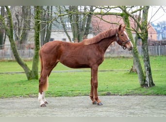 Zangersheider, Mare, 2 years, 15,2 hh