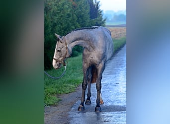 Zangersheider, Mare, 2 years, 15,3 hh, Grey