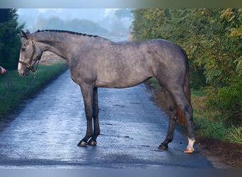 Zangersheider, Mare, 2 years, 15,3 hh, Grey