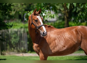 Zangersheider, Mare, 2 years, 15,3 hh