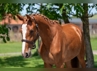 Zangersheider, Mare, 2 years, 15,3 hh