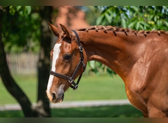 Zangersheider, Mare, 2 years, 15,3 hh