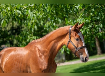 Zangersheider, Mare, 2 years, 15,3 hh