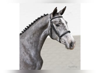 Zangersheider, Mare, 2 years, 16,1 hh, Gray