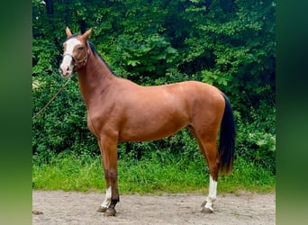 Zangersheider, Mare, 2 years, 16.2 hh, Brown