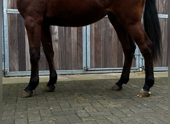 Zangersheider, Mare, 2 years, 16 hh, Brown