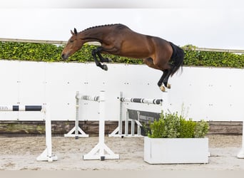 Zangersheider, Mare, 2 years, 16 hh, Brown