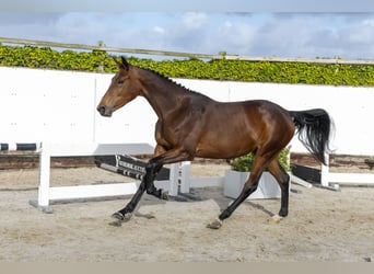 Zangersheider, Mare, 2 years, 16 hh, Brown