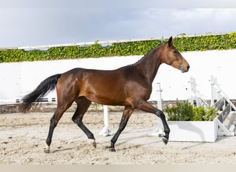 Zangersheider, Mare, 2 years, 16 hh, Brown