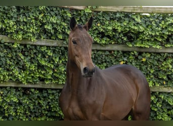 Zangersheider, Mare, 2 years, 16 hh, Brown