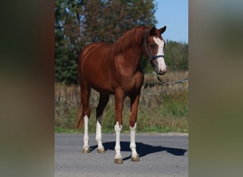 Zangersheider, Mare, 2 years, 16 hh, Chestnut-Red