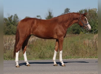 Zangersheider, Stute, 2 Jahre, 16 hh, Fuchs