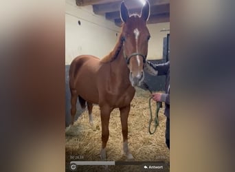 Zangersheider, Mare, 2 years, 16 hh, Chestnut-Red