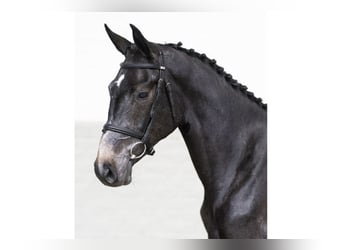 Zangersheider, Mare, 2 years, 16 hh, Gray