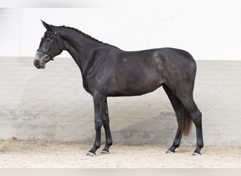 Zangersheider, Mare, 2 years, 16 hh, Gray