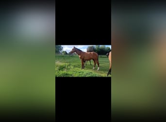 Zangersheider, Mare, 2 years, Brown