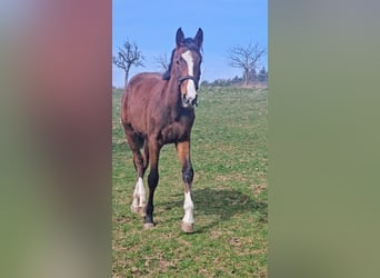 Zangersheider, Mare, 2 years, Brown