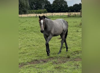 Zangersheider, Mare, 2 years, Grey