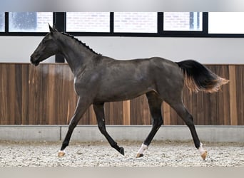 Zangersheider, Mare, 2 years, Smoky-Black