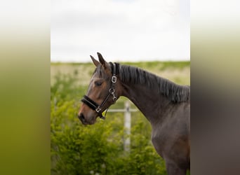 Zangersheider, Mare, 2 years, Smoky-Black
