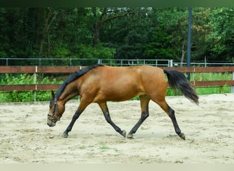 Zangersheider, Mare, 3 years, 14.1 hh, Brown