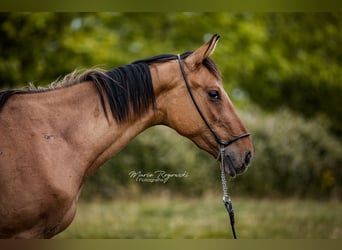 Zangersheider, Mare, 3 years, 14,2 hh, Dun
