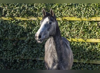 Zangersheider, Mare, 3 years, 14,3 hh, Grey
